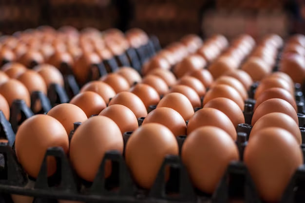 Секрети міцної шкаралупи: як YEDNIST’ NUTRITION підвищує якість яєць кормовими рішеннями